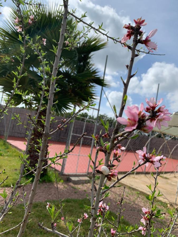 Villa Palm Grove Farm Tit Mellil Esterno foto